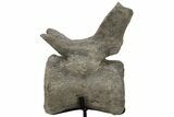 Sauropod Dinosaur (Camarasaurus) Caudal Vertebra - Colorado #209201-2